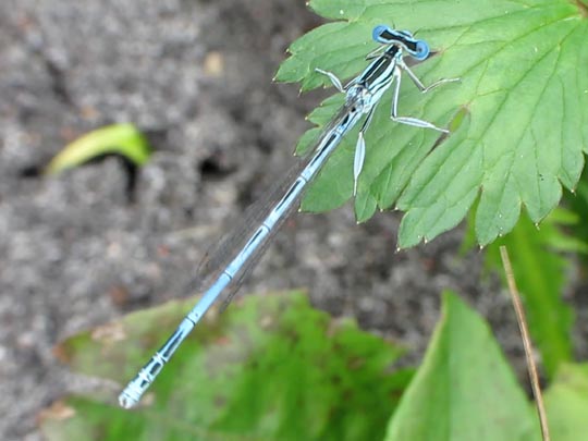 Blaue Federlibelle, Platycnemis pennipes