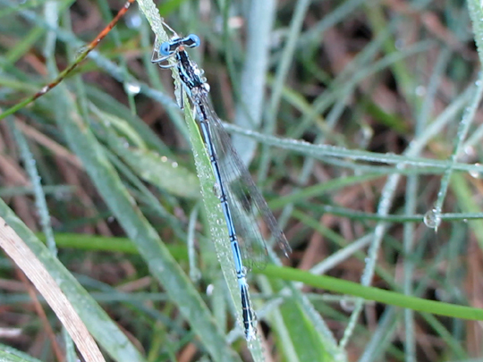 Blaue Federlibelle, Platycnemis pennipes