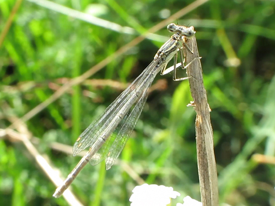 Blaue Federlibelle, Platycnemis pennipes