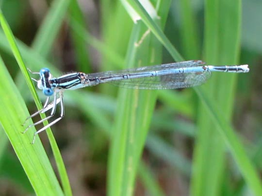 Blaue Federlibelle, Platycnemis pennipes