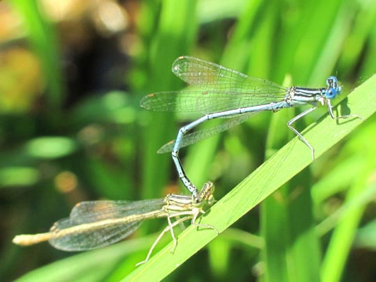 Blaue Federlibelle, Platycnemis pennipes