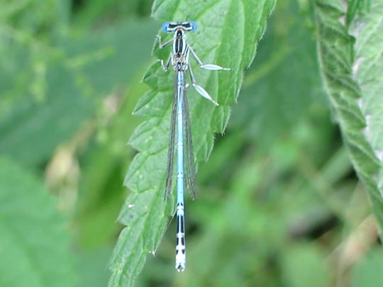 Blaue Federlibelle, Platycnemis pennipes