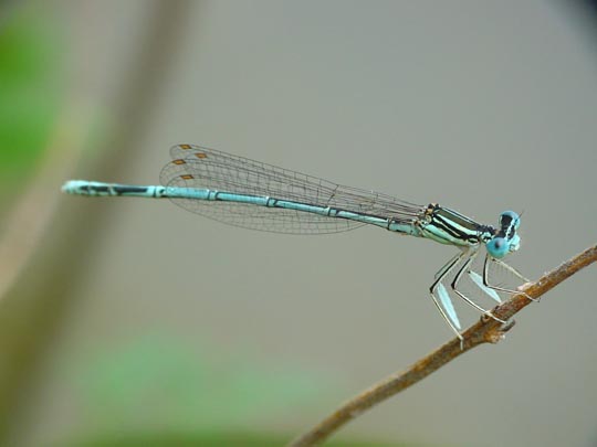 Blaue Federlibelle, Platycnemis pennipes