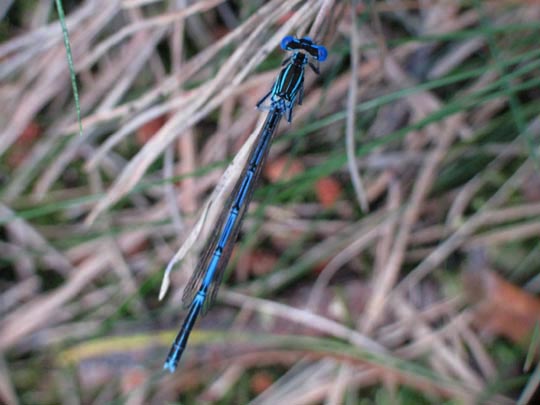 Blaue Federlibelle, Platycnemis pennipes