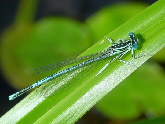 Blaue Federlibelle, Platycnemis pennipes