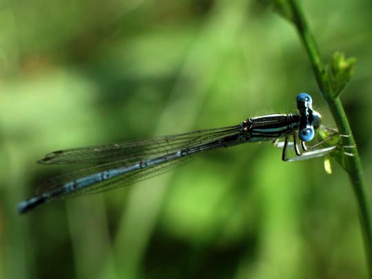 Blaue Federlibelle, Platycnemis pennipes