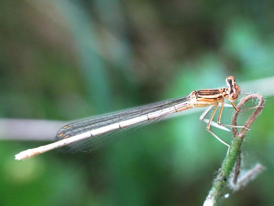 Blaue Federlibelle, Platycnemis pennipes