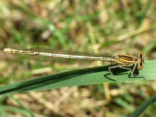 Blaue Federlibelle, Platycnemis pennipes