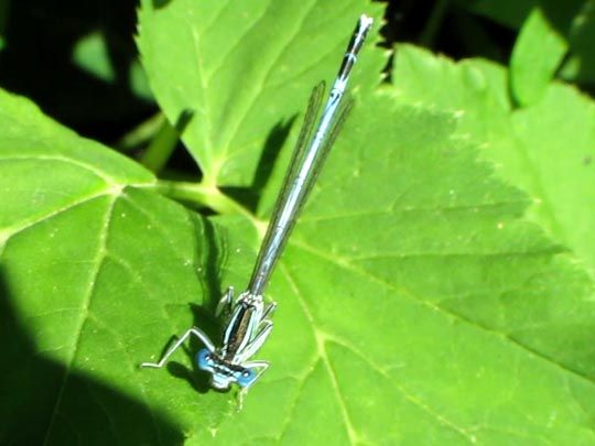 Blaue Federlibelle, Platycnemis pennipes