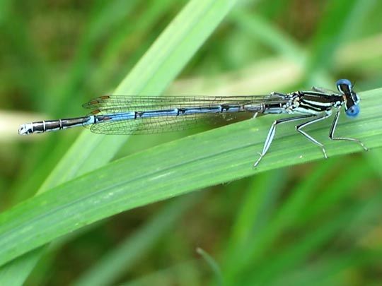 Blaue Federlibelle, Platycnemis pennipes