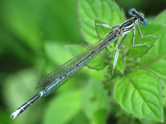 Blaue Federlibelle, Platycnemis pennipes