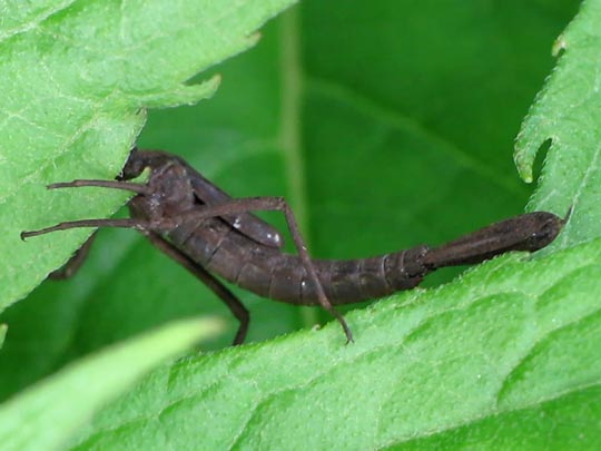 Blaue Federlibelle, Platycnemis pennipes