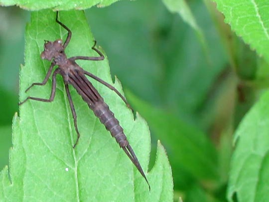 Blaue Federlibelle, Platycnemis pennipes