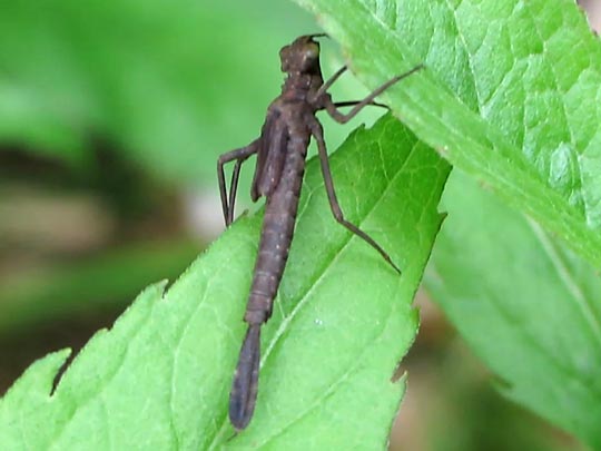 Blaue Federlibelle, Platycnemis pennipes