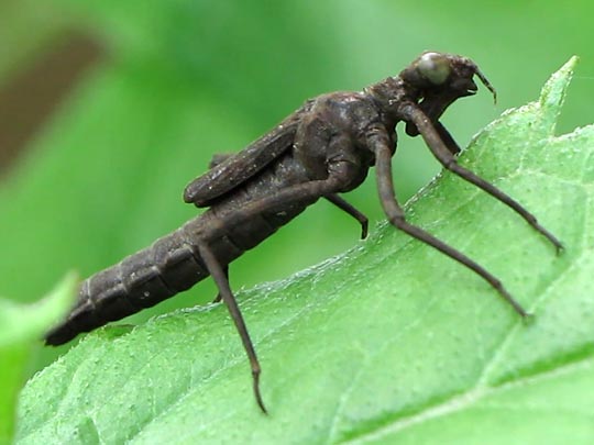 Blaue Federlibelle, Platycnemis pennipes