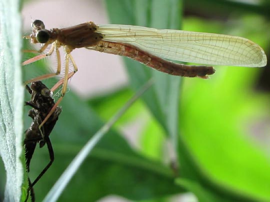 Blaue Federlibelle, Platycnemis pennipes