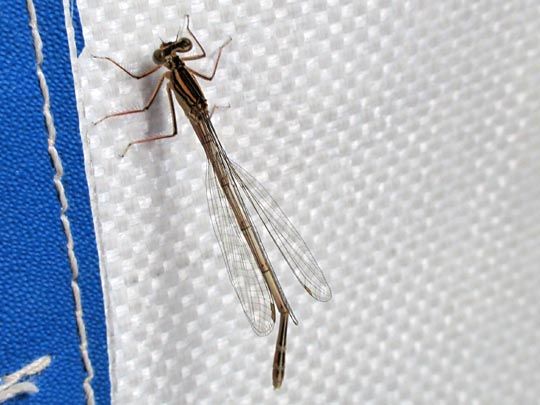 Blaue Federlibelle, Platycnemis pennipes