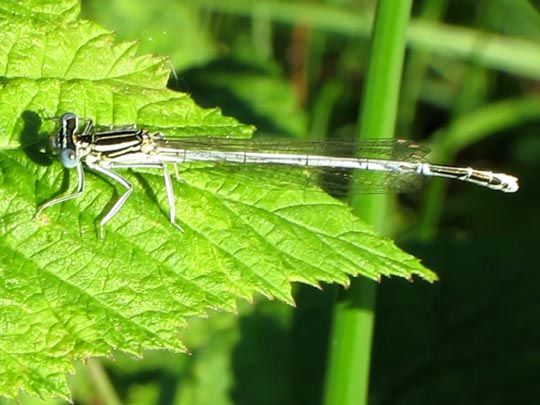 Blaue Federlibelle, Platycnemis pennipes