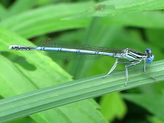 Blaue Federlibelle, Platycnemis pennipes