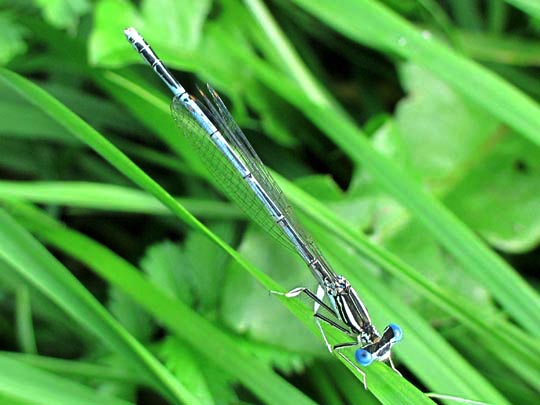 Blaue Federlibelle, Platycnemis pennipes