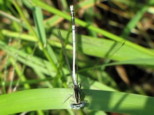 Blaue Federlibelle, Platycnemis pennipes