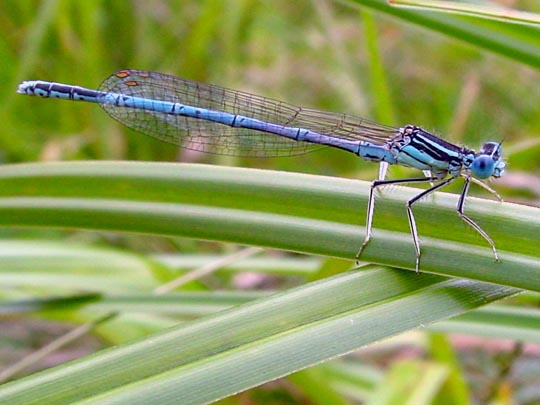 Blaue Federlibelle, Platycnemis pennipes