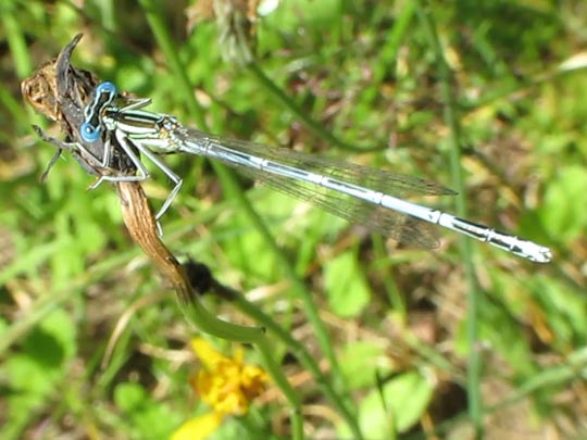 Blaue Federlibelle, Platycnemis pennipes