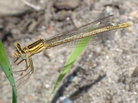 Blaue Federlibelle, Platycnemis pennipes