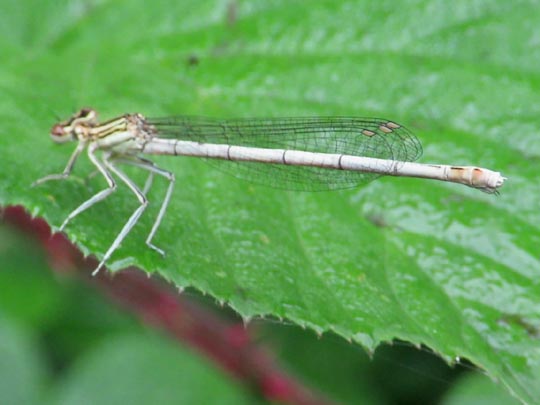 Blaue Federlibelle, Platycnemis pennipes