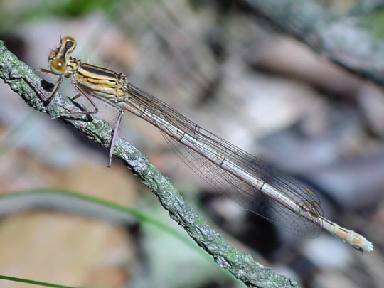 Blaue Federlibelle, Platycnemis pennipes