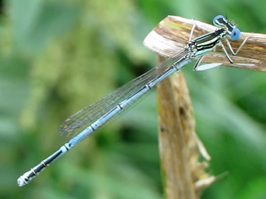 Blaue Federlibelle, Platycnemis pennipes