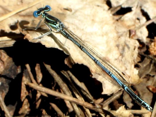 Blaue Federlibelle, Platycnemis pennipes