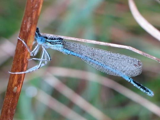 Blaue Federlibelle, Platycnemis pennipes