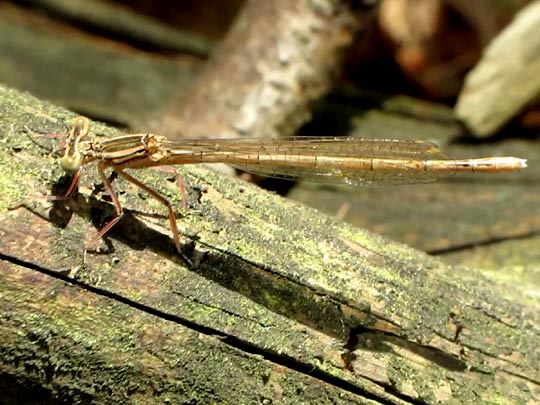 Blaue Federlibelle, Platycnemis pennipes