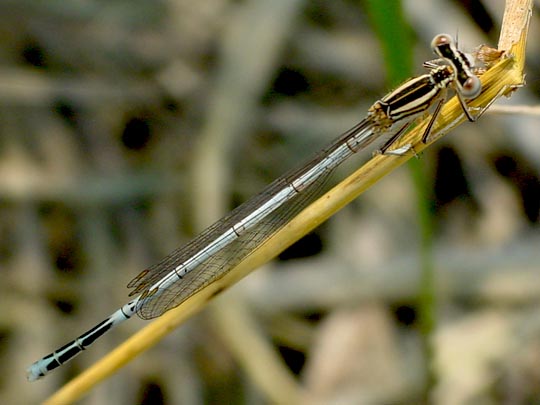 Blaue Federlibelle, Platycnemis pennipes