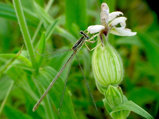 Blaue Federlibelle, Platycnemis pennipes