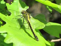 Gemeine Keiljungfer, Gomphus vulgatissimus