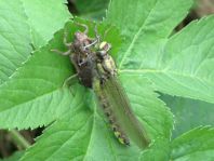 Gemeine Keiljungfer, Gomphus vulgatissimus