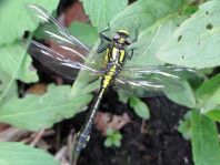 Gemeine Keiljungfer, Gomphus vulgatissimus