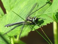 Gemeine Keiljungfer, Gomphus vulgatissimus