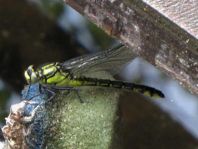 Gemeine Keiljungfer, Gomphus vulgatissimus