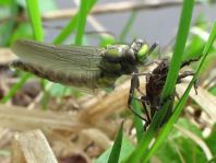 Gemeine Keiljungfer, Gomphus vulgatissimus