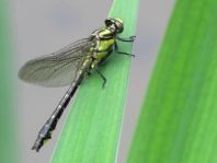 Gemeine Keiljungfer, Gomphus vulgatissimus