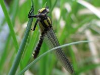 Gemeine Keiljungfer, Gomphus vulgatissimus