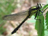 Gemeine Keiljungfer, Gomphus vulgatissimus