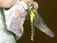 Gemeine Keiljungfer, Gomphus vulgatissimus