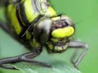 Gemeine Keiljungfer, Gomphus vulgatissimus