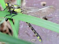 Gemeine Keiljungfer, Gomphus vulgatissimus