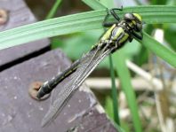 Gemeine Keiljungfer, Gomphus vulgatissimus