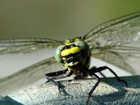 Gemeine Keiljungfer, Gomphus vulgatissimus